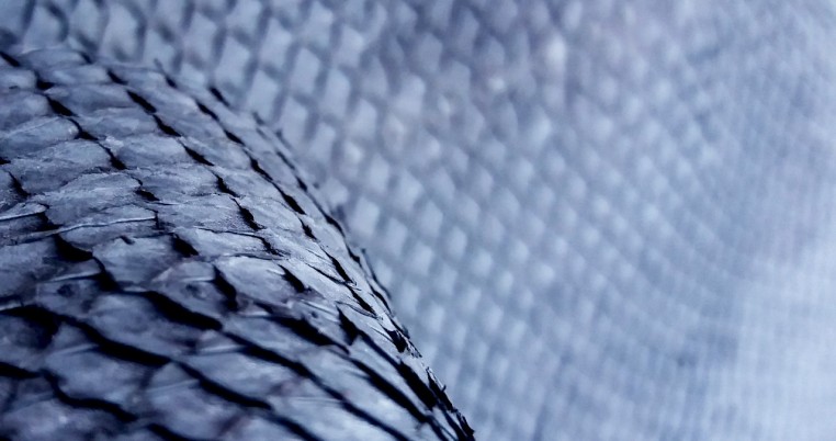 ICTYOS CUIR MARIN DE FRANCE, TANNERIE « NOUVELLE GENERATION ...